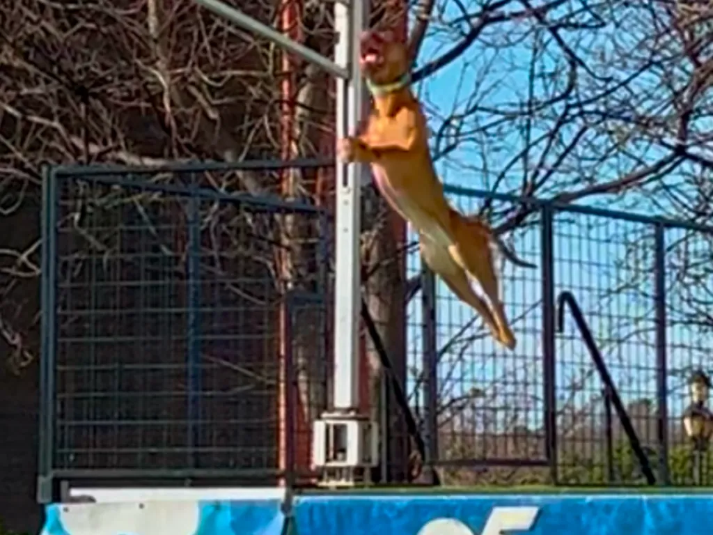 Dixie Deer Classic 2026